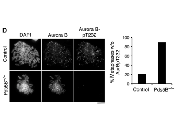 Immunofluorescence using Aurora B pT232